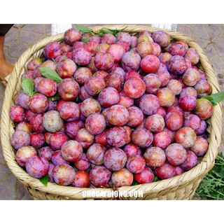 cây mận tam hoa