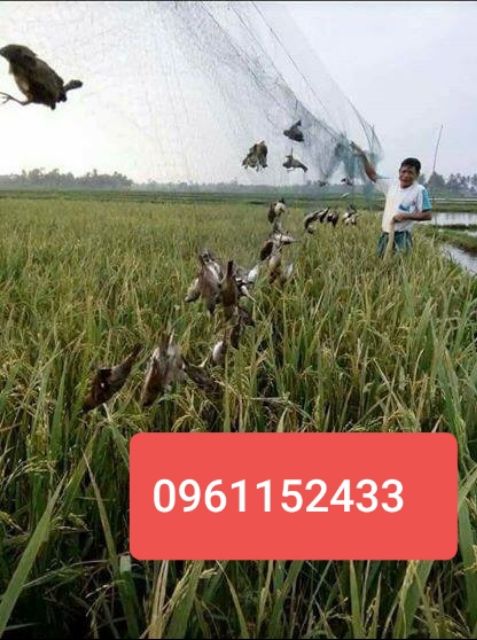 Lưới bẫy chim, lưới tàn hình 7 phân bẫy chim cu tiểu , cò , két ,rẽ giun,quốc,bip.