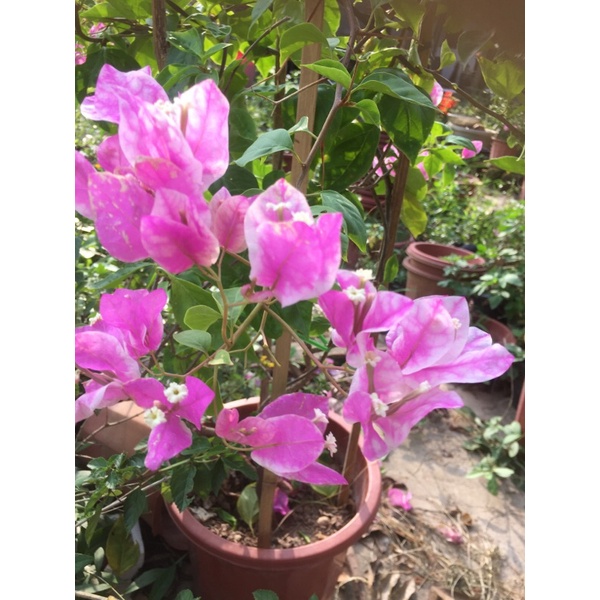 Hoa giấy gân hồng