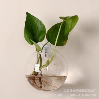 MÓC DÁN TƯỜNG TRONG SUỐT