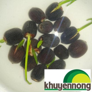 10 Hạt Sen nhật mini nhiều màu