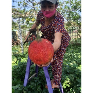 Cốt Gấc Chanh Dây Đường Mía Thô