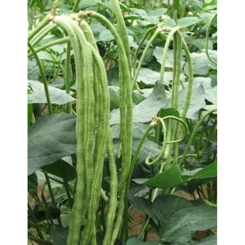 Hạt giống đậu đũa xanh gói 15gr