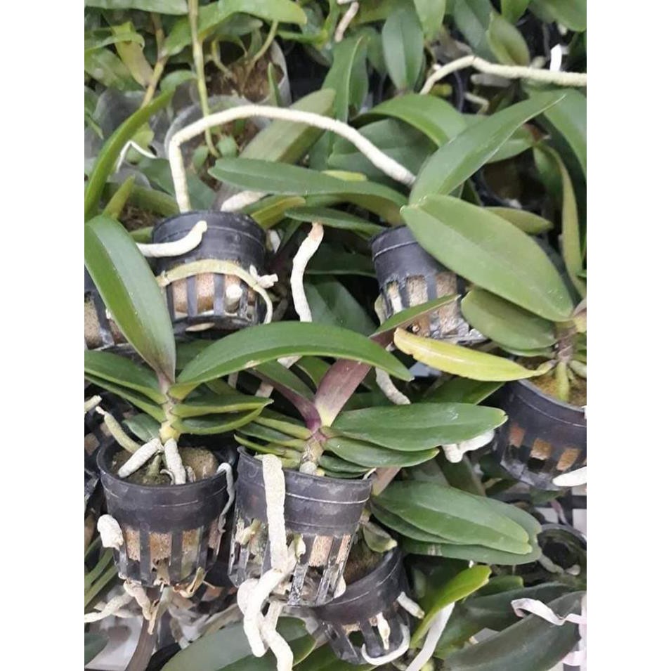 Hoa lan đai châu trắng đài loan + 700g phân thỏ hữu cơ