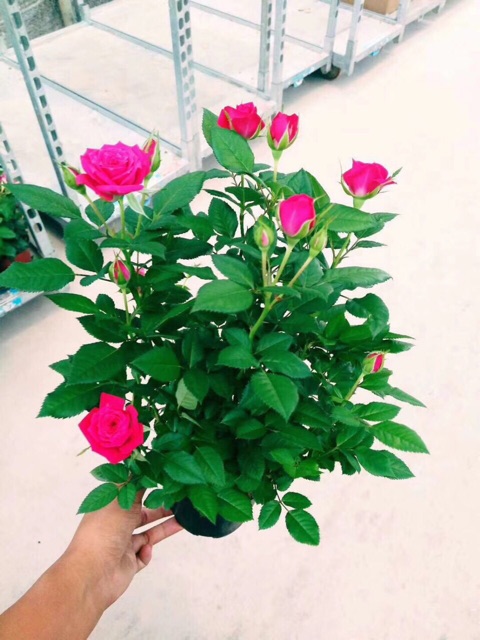 Hoa hồng siêu nụ abida, hàng sẵn hoa - hoa đẹp