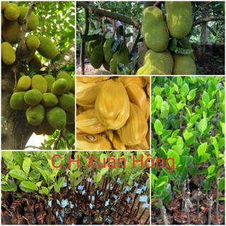 Cây giống mít nghệ tứ quý.