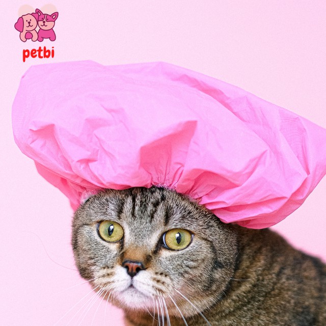 [FREE SHIP] Sữa tắm cho mèo SOS chính hãng, giúp lông mềm mượt và thơm lâu Petbi