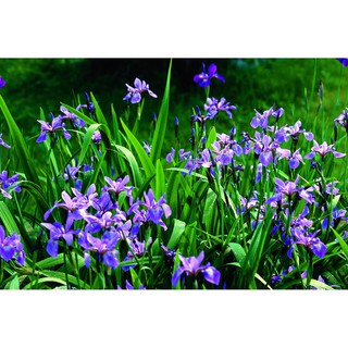 Kho buôn Hạt giống hoa Diên vĩ xanh (Iris xanh)