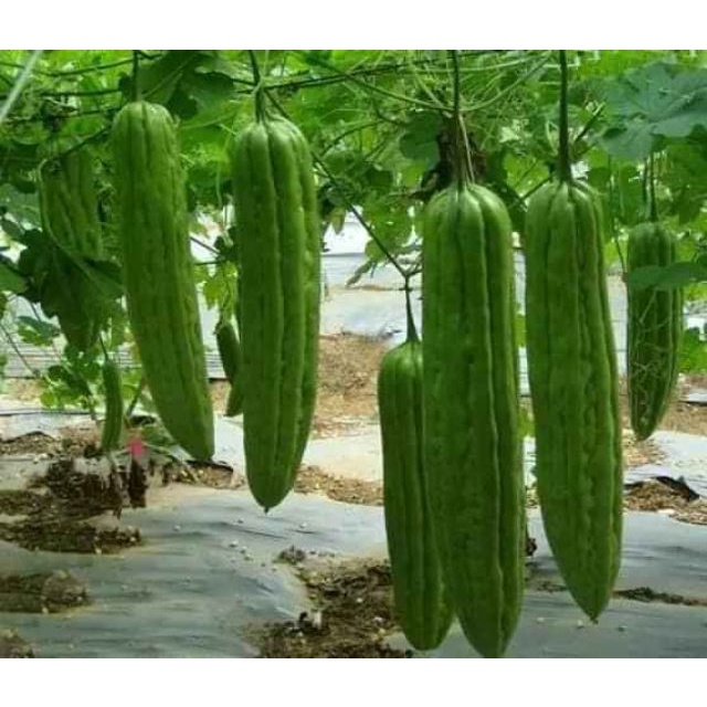 Hạt giống mướp đắng khổng lồ thái lan nhập nguyên gói 5 hạt