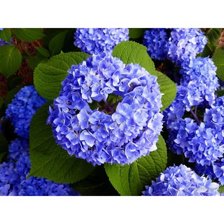 HẠT GIỐNG HOA CẨM TÚ CẦU