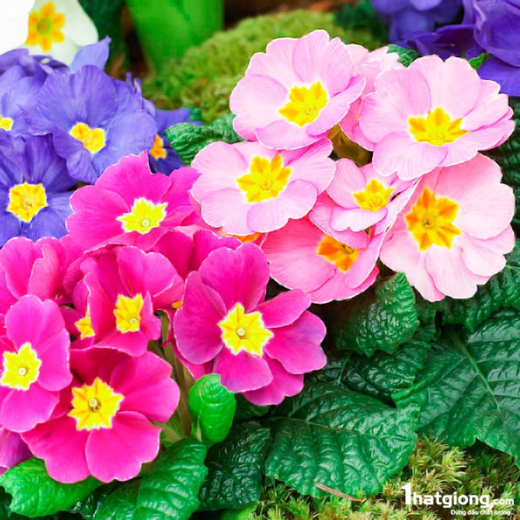Hạt Giống Hoa Anh Thảo F1 Loại mix màu dễ trồng hoa nở đẹp chống sâu bệnh