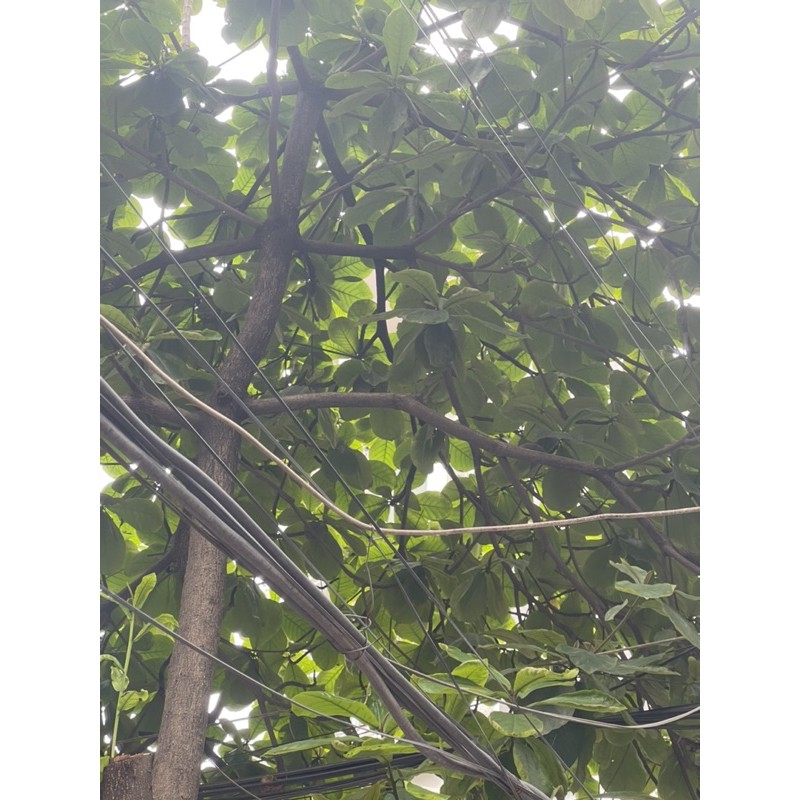 Lá bàng non 1 kg lá tươi ở hà nội