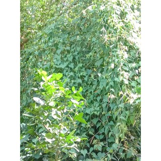 dây chìa vôi 1kg