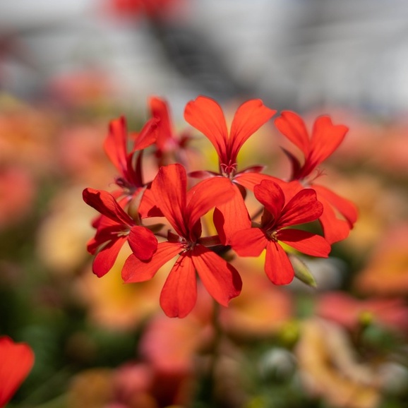 Ống kính 7Artisans 35mm T2.0 - Cine Lens cho FullFrame dành cho: Sony FE, Leica L, Canon R và Nikon Z