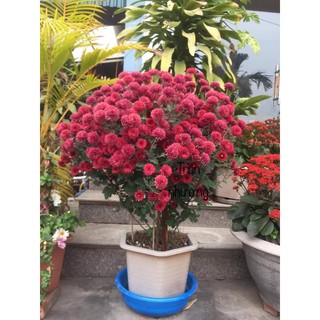 cúc cổ  N6