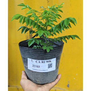 Combo 2 Cây Cà Ri gieo hạt