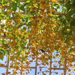 Lan Hoàng dương ( cây trong bầu đen )