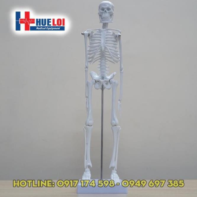 Mô hình hệ xương cơ thể người cao 45cm - mô hình  xương