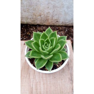Combo 3 loại sen đá size 8cm-11cm ngẫu nhiên Đà Lạt