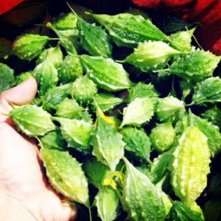 KHỔ QUA RỪNG KONPLONG-KON TUM (50G):  Hỗ trợ điều trị tiểu đường, Gout, giảm đường huyết, chống ung thư, giảm cân