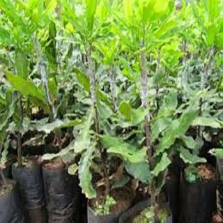 CÂY GIỐNG CÂY MẮC CA