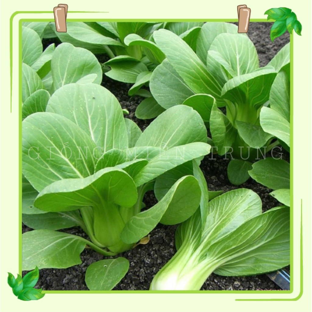 Hạt giống rau cải thìa dễ trồng kháng bệnh tốt năng suất cao [gói 200gram,500gram,1kg]
