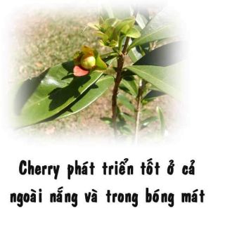 CÂY GIỐNG CHERRY MỸ ĐỎ