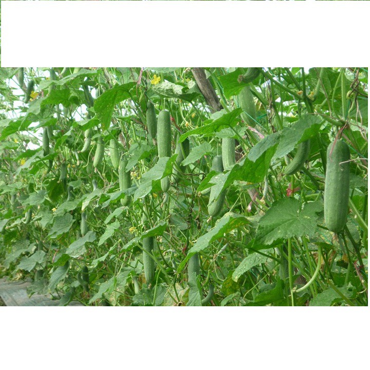 Hạt giống dưa leo Thái chịu nhiệt F1 gói 10 hạt xuất xứ Thái Lan