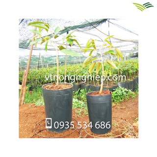 50 Chậu nhựa trồng câyC17 Kt:17x14x24 (cm)