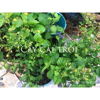 200 hạt giống rau cải trời