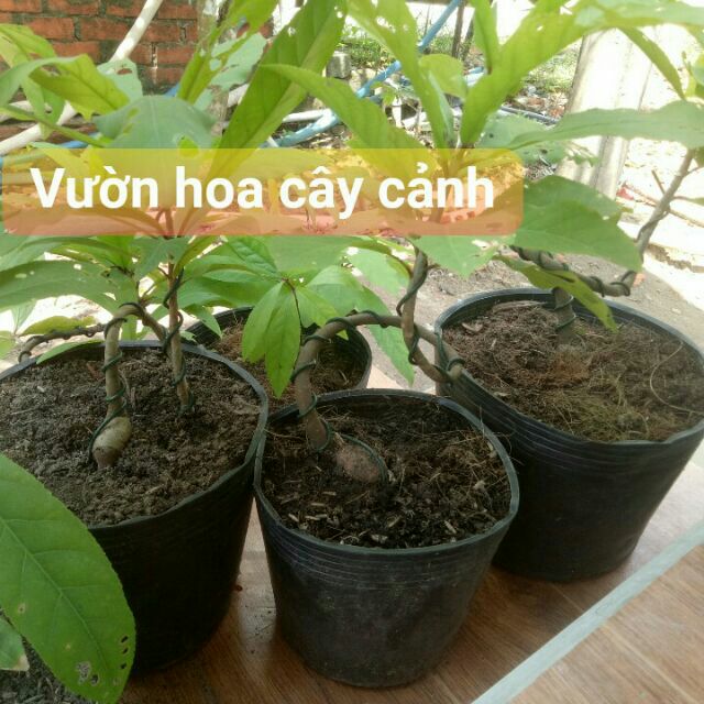 Cây Lộc vừng bonsai mini