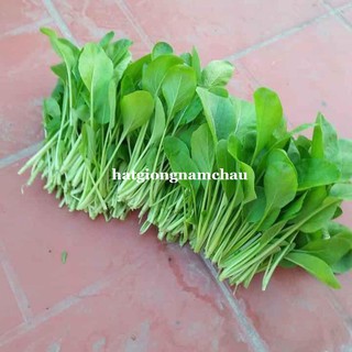 1KG - HẠT GIỐNG CẢI NGỌT