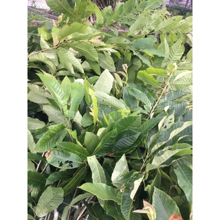 Cây giống hạt dẻ Chestnut Trùng Khánh