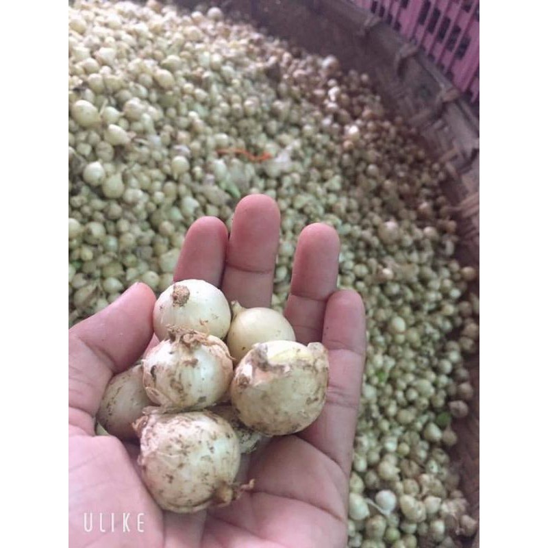1kg hành tăm/ củ nén | BigBuy360 - bigbuy360.vn
