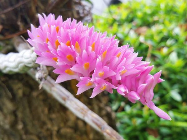 1 bó Lan báo hỷ 200g