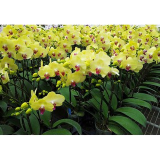 hoa lan hồ điệp đang nụ .