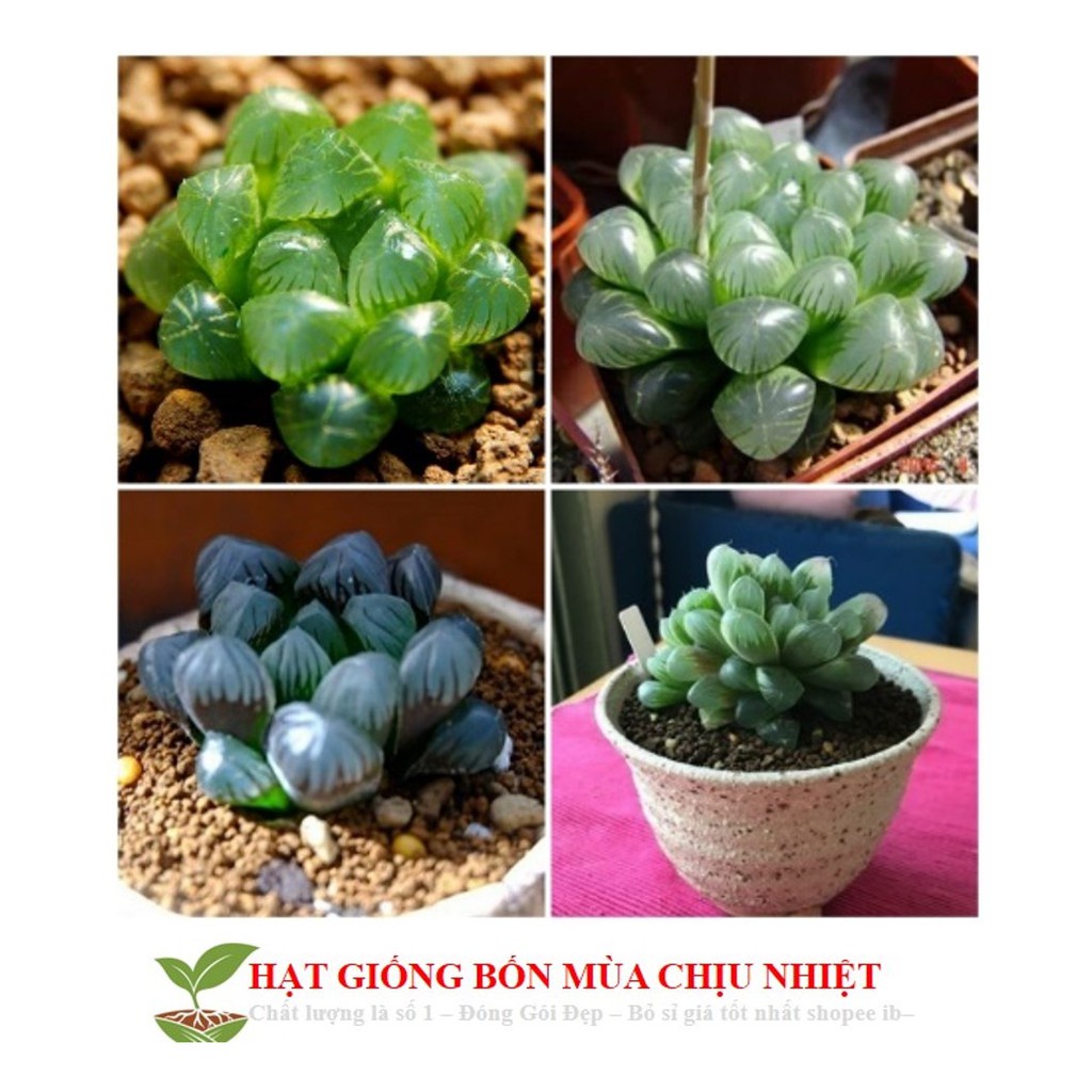 68A Hạt giống Sen đá Kim Cương