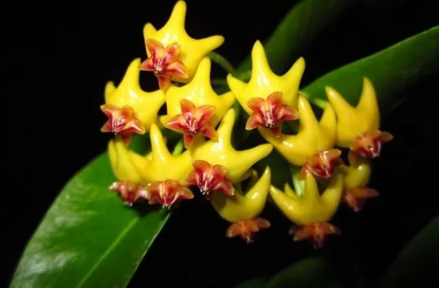 Cây giống Hoya densifolia ( vui lòng nhắn tin trước khi đặt hàng)