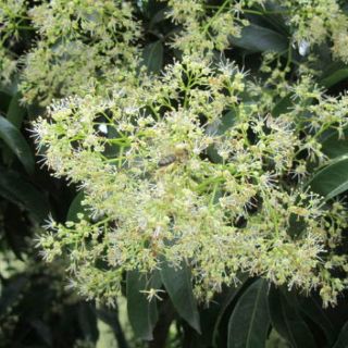 Mật ong hoa vải
