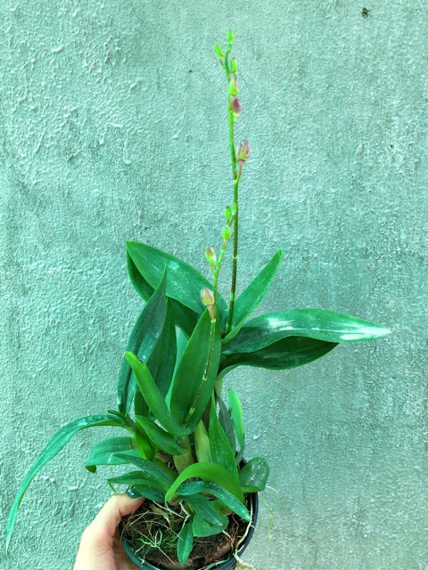 Hoa lan Yaya Mini chậu đang nụ