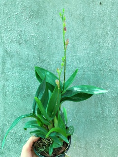 Hoa lan Yaya Mini chậu đang nụ