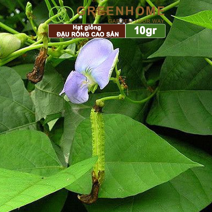 Hạt giống Đậu Rồng cao sản Greenhome, gói 10gr, sinh trưởng mạnh, năng suất cao T08