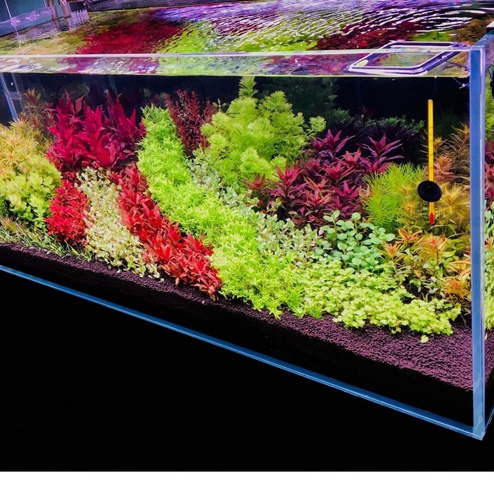 Đèn LED máng WRGB MÀU - TRẮNG cho hồ cá thủy sinh mini (38-45cm)