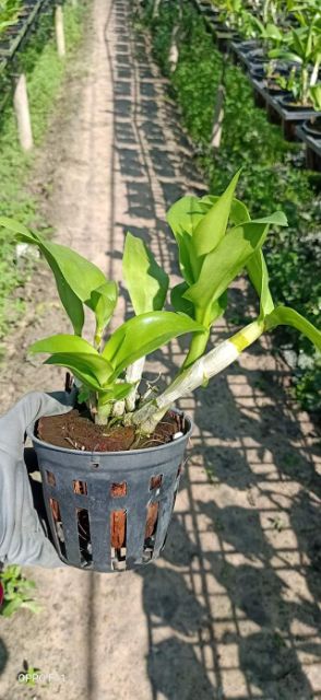 Lan denro chớp sổ 10%