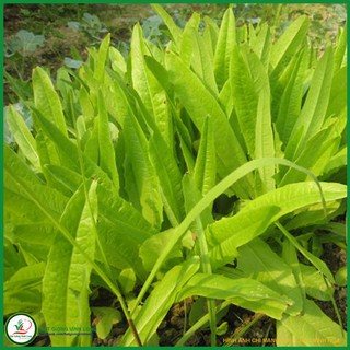 Hạt giống Cải Nhíp Sóc Trăng TN 285 - 10g