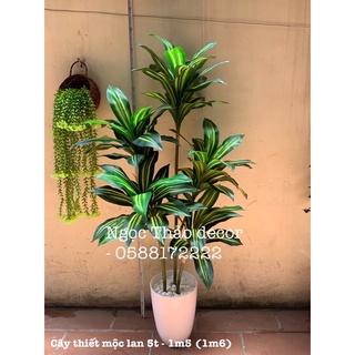 Cây thiết mộc lan Brazil giả 1m5 - cây giả trang trí nhà cửa