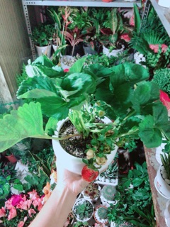 Chậu Cây Dâu Tây