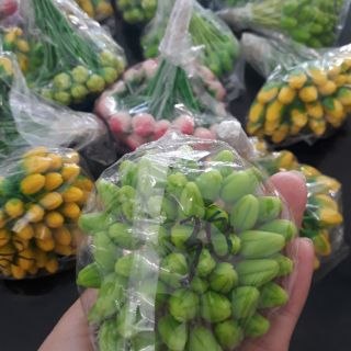 Nụ hoa mai