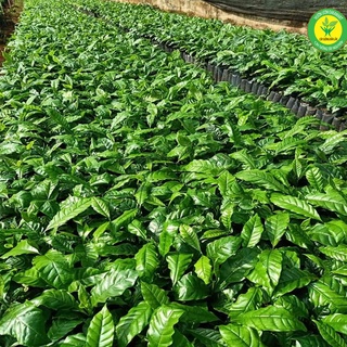 Cây Cà Phê ARABICA Giống Chuẩn