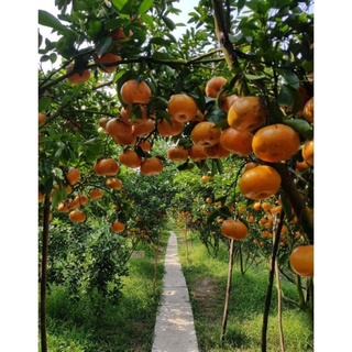 Cây quýt hồng Lai Vung (cây chậu, chiết cành)